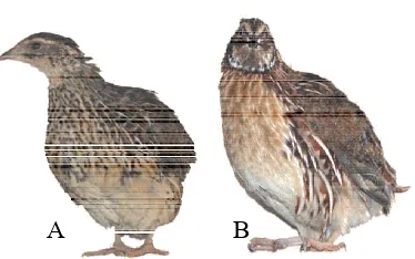 Gambar 1 Morfologi burung puyuh betina (A) dan burung puyuh jantan (B) 