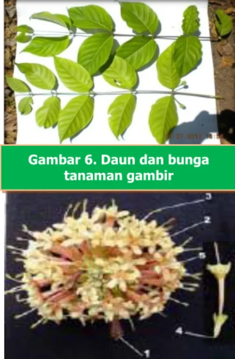 Gambar 6. Daun dan bunga  tanaman gambir 