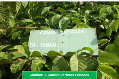 Gambar 9. Gambir varietas Cubadak  