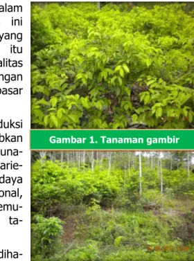 Gambar 1. Tanaman gambir 