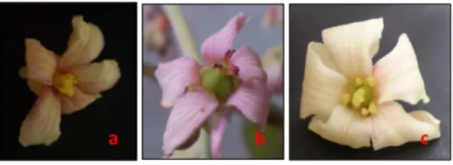 Gambar 1.  Tiga tipe bunga kemiri minyak: (a)  bunga jantan, (b) bunga betina, dan (c)  bunga hermaprodit (Foto koleksi N