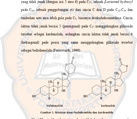 Gambar 1. Struktur dasar bufadienolida dan kardenolida 