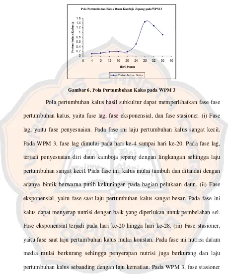 Gambar 6. Pola Pertumbuhan Kalus pada WPM 3 