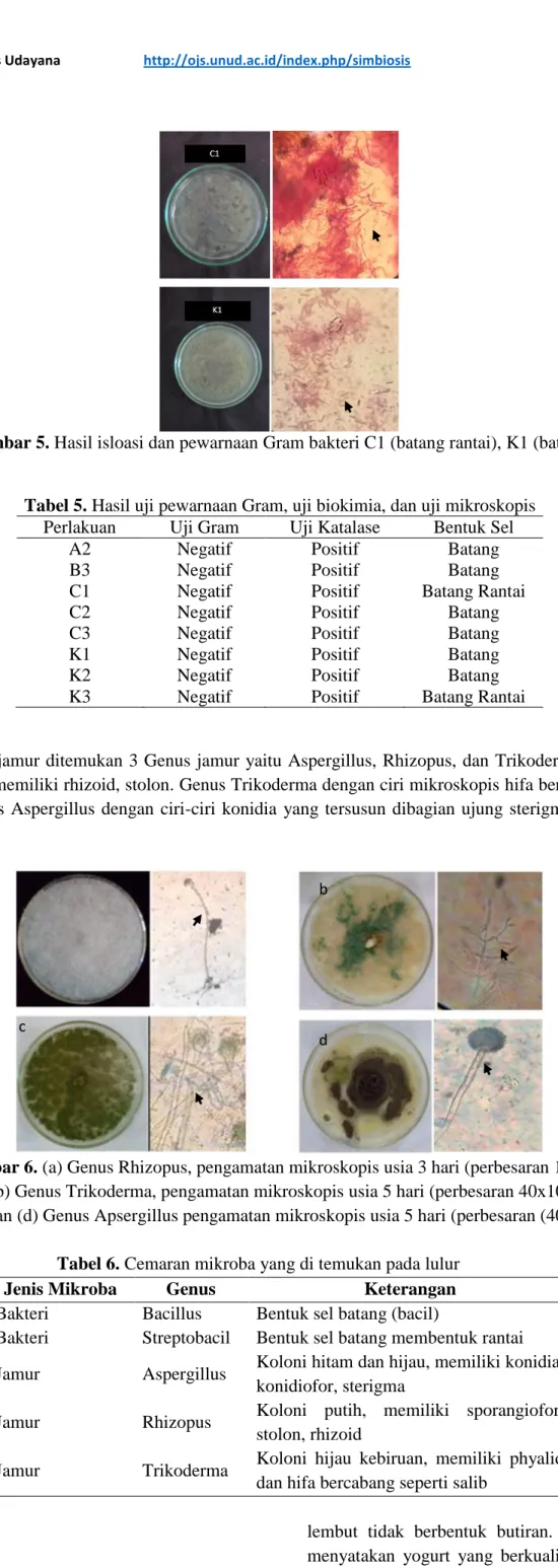 Tabel 5. Hasil uji pewarnaan Gram, uji biokimia, dan uji mikroskopis  Perlakuan  Uji Gram  Uji Katalase  Bentuk Sel 