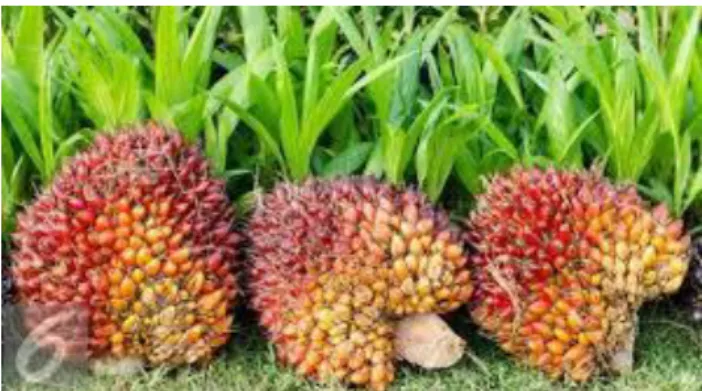 Gambar 3.2 Tanaman kelapa sawit 