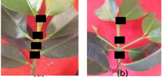 Gambar 5. Bentuk susunan daun manggis berdasarkan lokasi: 