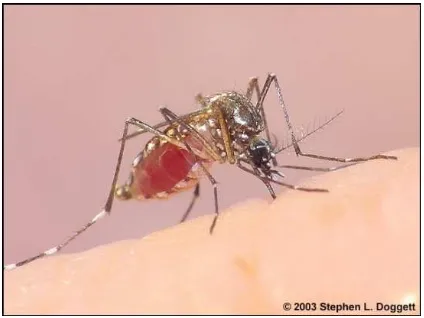Gambar 7. Aedes aegypti dewasa 