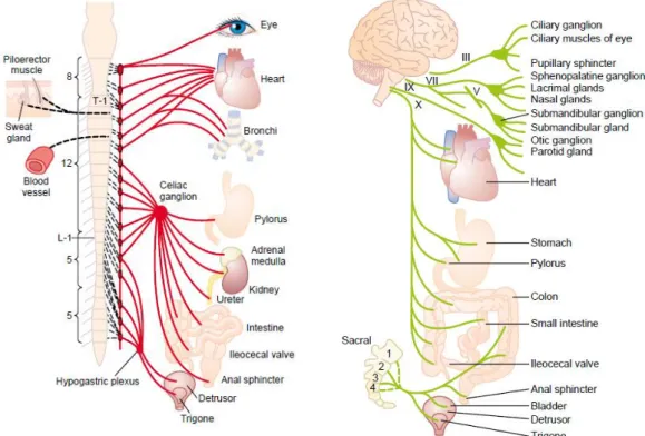 Gambar 1. Sistem saraf simpatis dan parasimpatis 8 