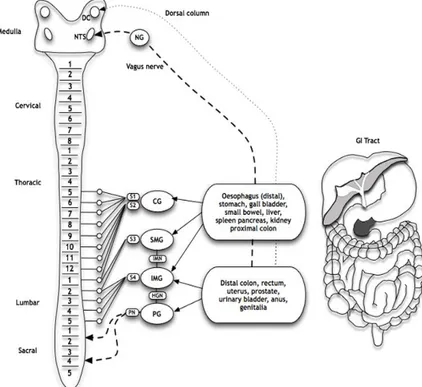 Gambar  2  menunjukan  beberapa  aferen  viseral  yang  mempersarafi  organ  dalam rongga dada dan perut perjalanan baik sepanjang saraf vagus dengan badan  sel di nodose ganglion (NG) dan berakhir di nucleus tractus solitarii (NTS) atau  sepanjang  kornu 