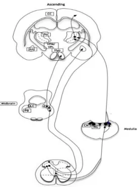 Gambar 3. Jalur naik dari neuron sumsum tulang belakang di nosisepsi viseral  Gambar  2  menunjukan  naiknya  proyeksi  dari  neuron  lamina  I  di  medulla  spinalis sepanjang jalur  spinoparabrachial ke nukleus parabrachial (PB) dengan  proyeksi  berikut