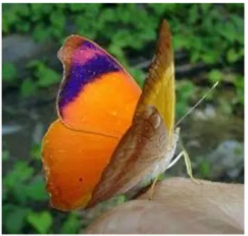 Gambar 1 sumber ide rias wajah kupu-kupu Asia (Appias Libythea)
