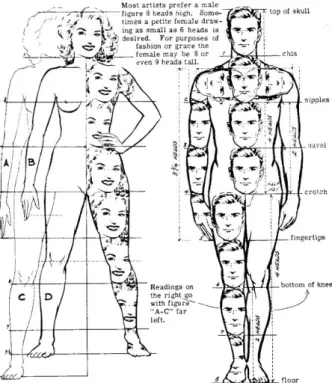 Gambar 1. Proporsi tubuh pria dan wanita  Sumber: Hamm, 1974 