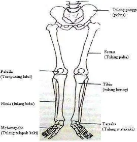 Gambar 5. Tulang-Tulang Pembentuk Tungkai.Pate, (1993)