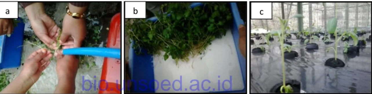 Gambar  3.5.  Penanaman  bibit  kentang  Granola  pada  sistem  aeroponik  (a)  pencucian  tanaman b 