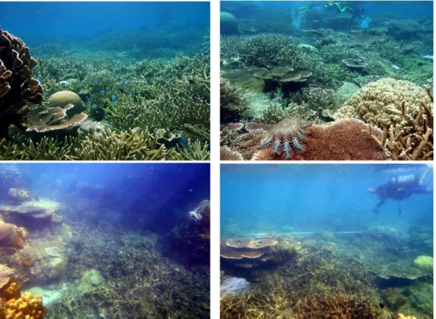 Gambar  1.  Foto  Perbandingan  Kondisi  Terumbu  Karang  di  Pulau  Selema  pada  Lokasi  yang      Sama (Bagian Barat Pulau) Tahun 2010 (Atas) Dan Tahun 2014 (Bawah) 