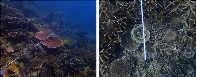 Gambar  3.  Kondisi  perairan  Pulau  Bangkai  yang  Didominasi  oleh  Karang  Hidup  Jenis  Coral  Branching (CB) dan Coral Foliose (CF) 