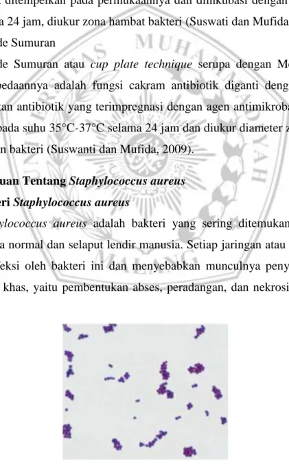Gambar 2.7 Staphylococcus aureus (Brooks et al., 2007) 
