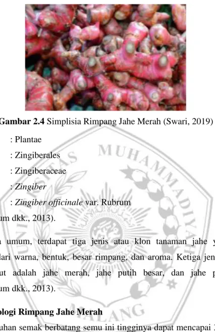 Gambar 2.4 Simplisia Rimpang Jahe Merah (Swari, 2019)  Filum    : Plantae 