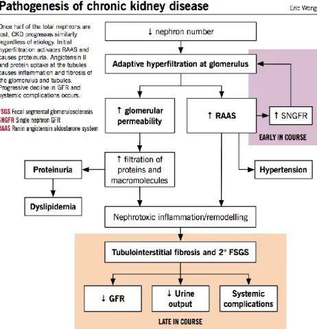 Gambar 1. Patogenesis CKD 1 