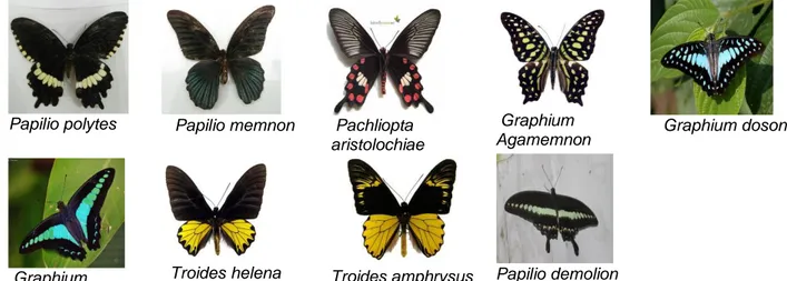 Gambar 1. Famili Papilionidae 