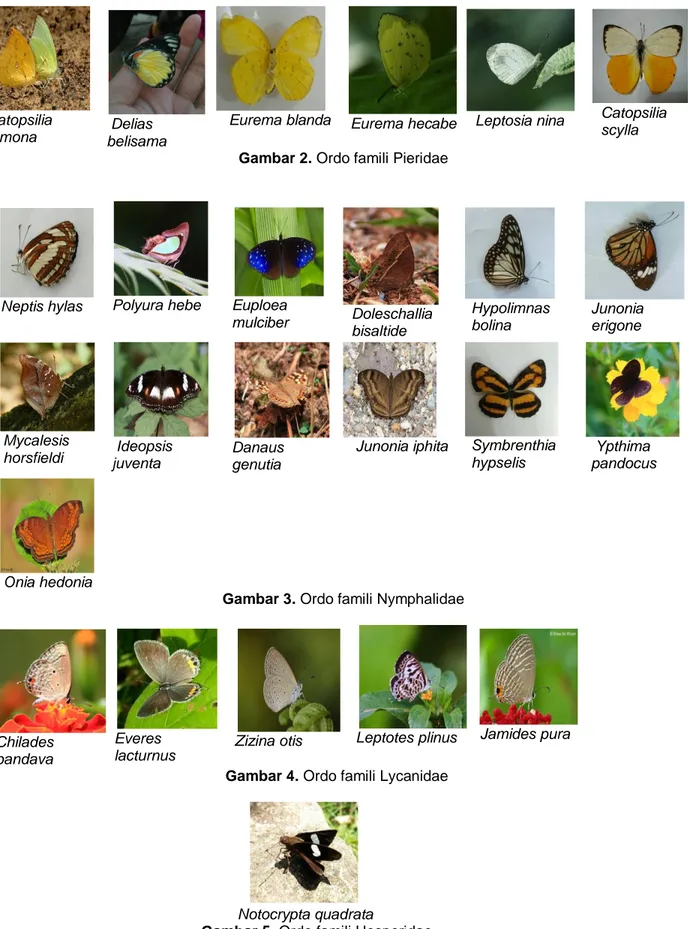 Gambar 3. Ordo famili Nymphalidae 
