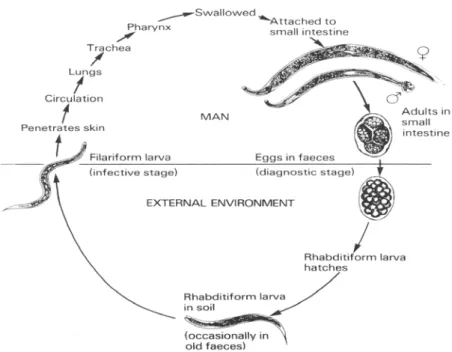 Gambar 2.3. Siklus hidup N. americanus dan A. duodenale  (Sumber : Strikland, G.T. dkk, 2000 ) 