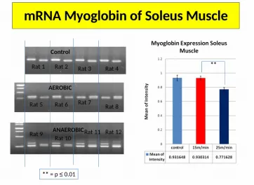 Figure 1. showed mRNA gene expression of soleus muscle, after aerobicexercise is more stronger mRNA Mb gene expression (330bp) than afteranaerobic exercise