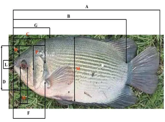 Gambar 4. Skema morfometrik-meristik ikan tembakang 