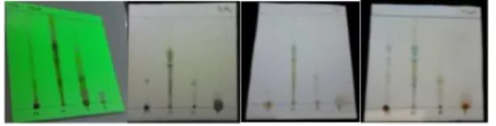 Gambar 1.  Hasil Uji Fitokimia Ekstrak MeOH Daun Laban (Vitex  pinnata L.) Positif Mengandung Metabolit Sekunder Golongan  (a) Flavonoid, (b) Fenolik, dan (c) Terpenoid 