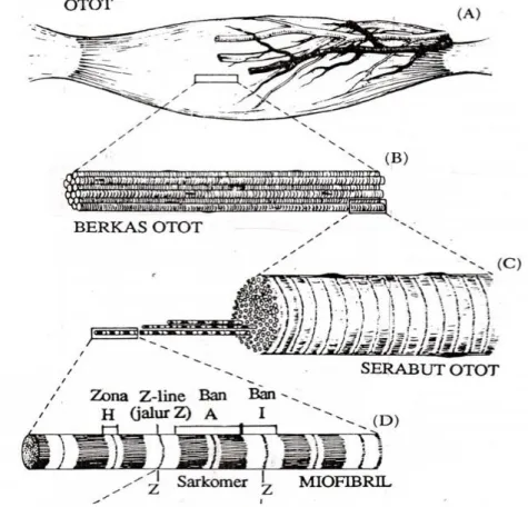 Gambar 3. Diagram Struktur otot (Soeparno, 2005) 