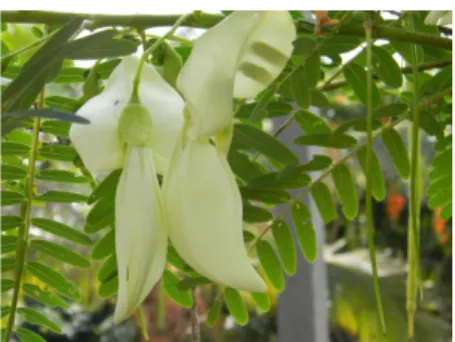 Gambar 1. Bunga turi (Sesbania grandiflora L.) 