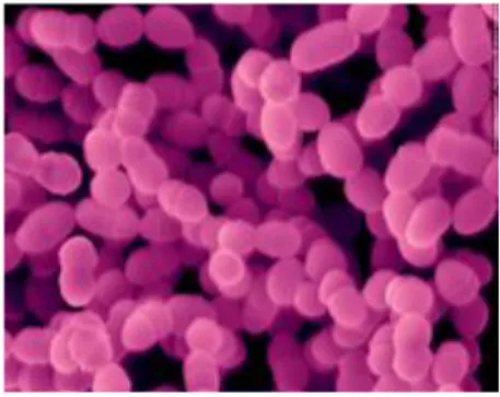 Gambar 2. Bakteri Streptococcus mutans 