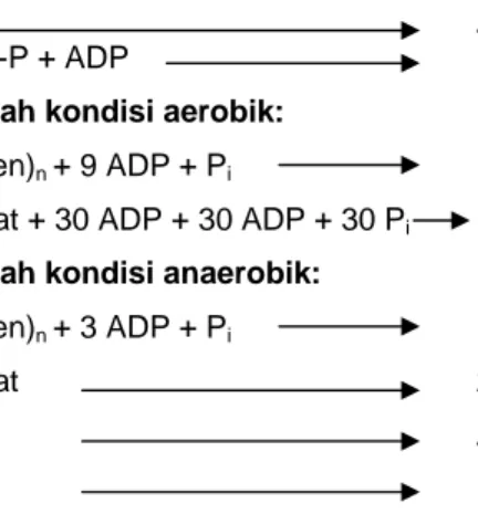 Gambar 3  Perubahan kimia pada proses glikolisis aerob dan anaerob (Anonim  2008b). 