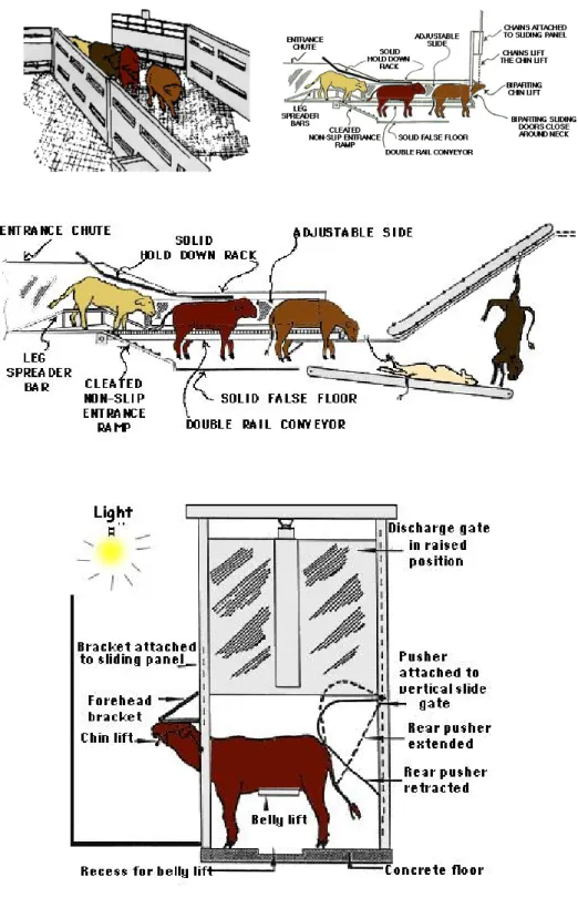 Gambar 8  Restrainer sistem rel ganda untuk sapi dan domba (Grandin 1988). 