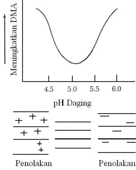 Gambar  2.  Hubungan  daya  mengikat  air  dengan  nilai  pH  daging  (a)  ekses  muatan  positif  pada  miofilamen,  (b)  muatan  positif  dan  negatif  seimbang,  dan  (c)  ekses  muatan  negatif  pada  miofilamen   (Wismer Pedersen, 1971)