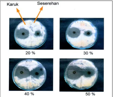 Gambar 3.  Uji difusi agar ekstrak etanol daun karuk (kiri) dan seserehan (kanan)  terhadap kapang T