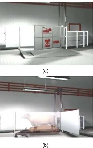 Gambar 1 Restraining box: (a) struktur utuh restraining box dan (b) posisi sapi di   dalam restraining box (Anonim 2006)