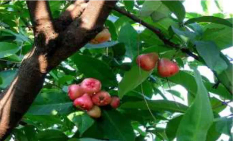 Gambar 2.1  Daun dan Buah jambu Air (Alamendah, 2016). 