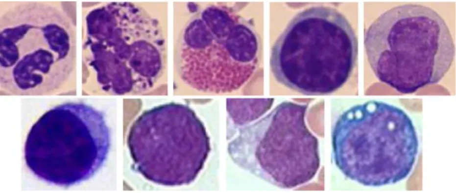 Gambar 2.2  Contoh citra individual sel darah putih. (Atas) Perbandingan antara  beberapa tipe white blood cell (sel darah putih): neutrophils, basophils, eosinophils,  lymphocytes dan monocytes