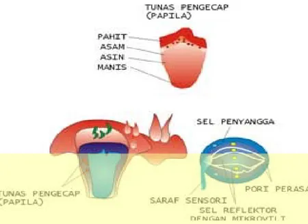 Gambar 2. Struktur lidah dan pembagian daerah perasanya