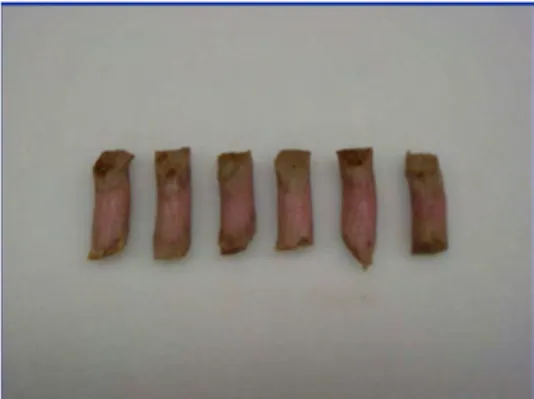 Gambar 5  Contoh daging yang telah dicetak dengan corer. 