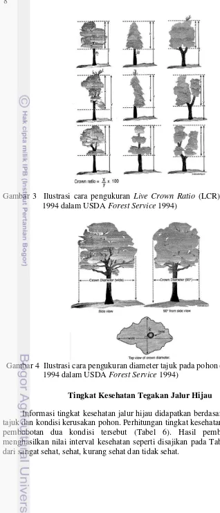Gambar 3  Ilustrasi cara pengukuran  Live Crown Ratio (LCR) (Tallent–Halsell 