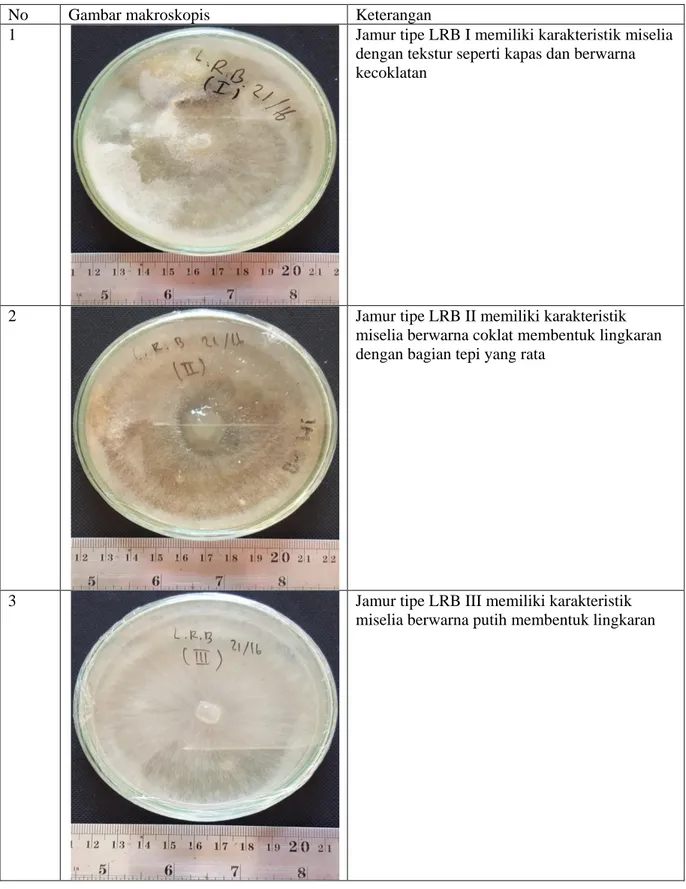 Tabel 1. Morfologi koloni isolat jamur endofit dari rimpang lengkuas Alpinia galanga L