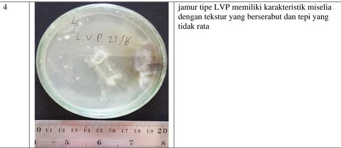 Tabel 2. hasil uji efek antibakteri jamur endofit dari media cassava agar terhadap petumbuhan  bakteri Staphylococcus aureus  