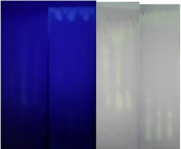 Gambar 5. Kromatogram hasil hidrolisis estrak etanol dalam eter dan  sisa  air  dengan  dilihat  di  sinar  UV  366  (A)  fase  gerak  BAW  (n-butanol:  asam  asetat:air  =  3:1:1)  (B)  fase  gerak  kloroform  :  metanol  (8:2)  dan  disemprot  dengan  DP