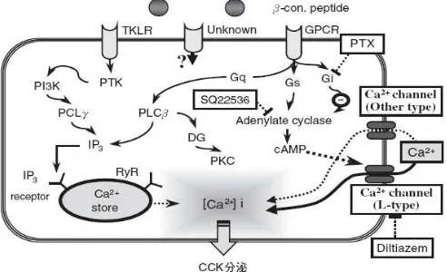 Gambar 4. β-con Menginduksi  Sinyal Kalsium dalam Sel STC-1 dan Aktivitas