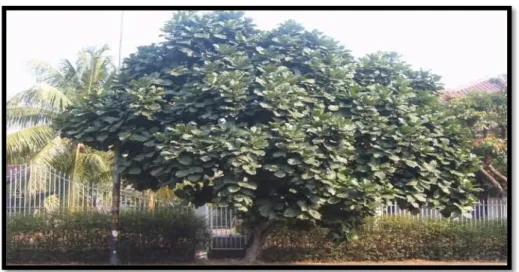 Gambar 2.1: Ficus lyrata Warb 