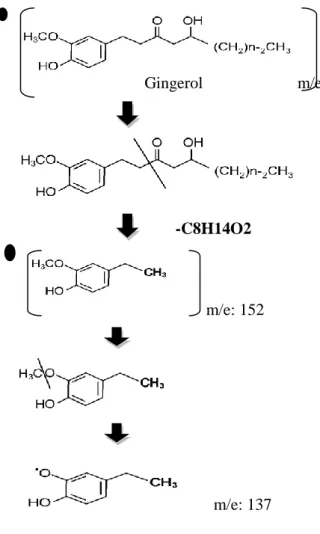 Gambar 3. Mekanisme Penguraian Senyawa Gingerol dari m/e : 294 menjadi m/e : 137 