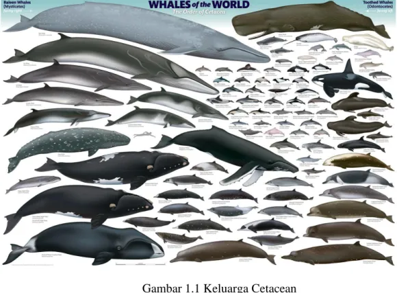 Gambar 1.1 Keluarga Cetacean                                                             