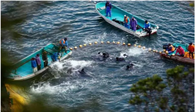 Gambar 3.1  Pembunuhan lumba-lumba di sebuah teluk di Taiji 